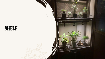 Shelf